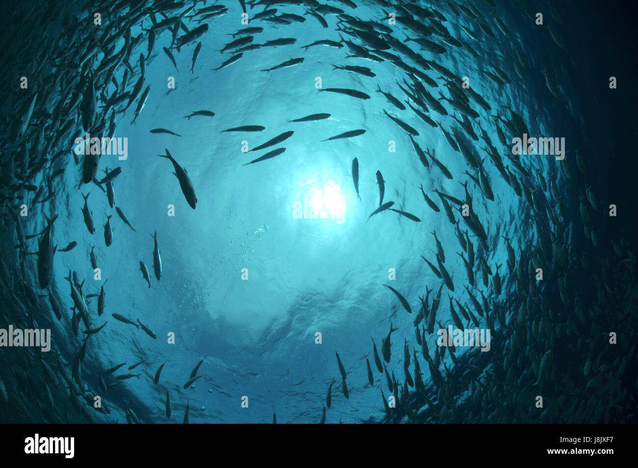 dive, pisces, fishes, mackerels, swimming, swiming, swim, swims, to do the Stock Photo