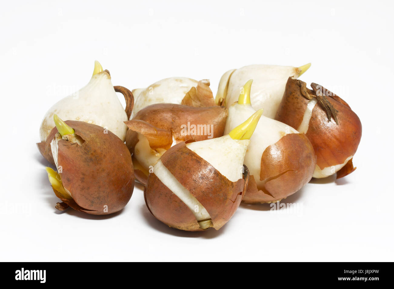 onions, optional, flower, flowers, plant, studio, tulips, tulip, one