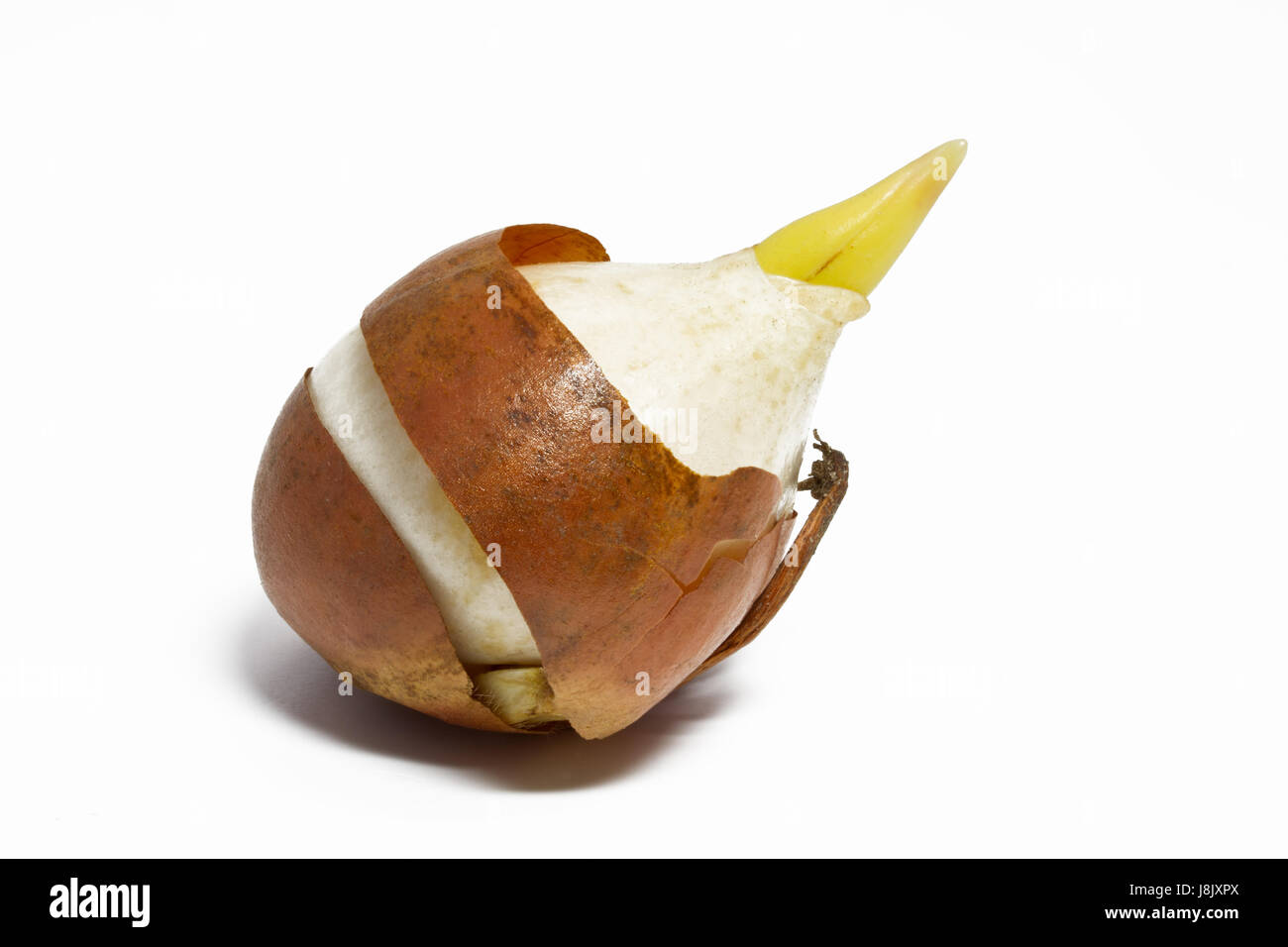 onions, optional, flower, flowers, plant, studio, tulips, tulip, one