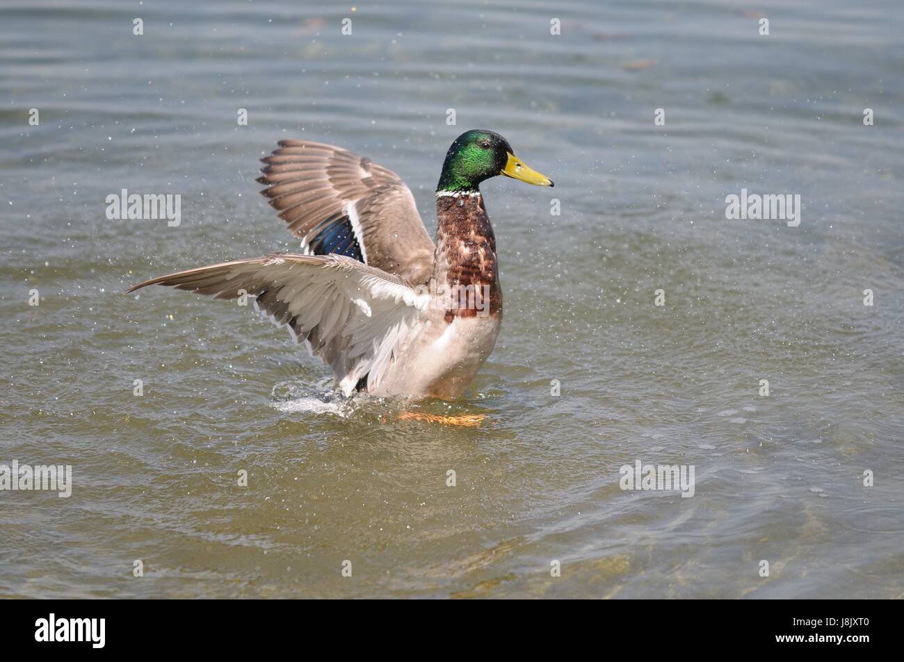 Aquafit hi-res stock photography and images - Alamy