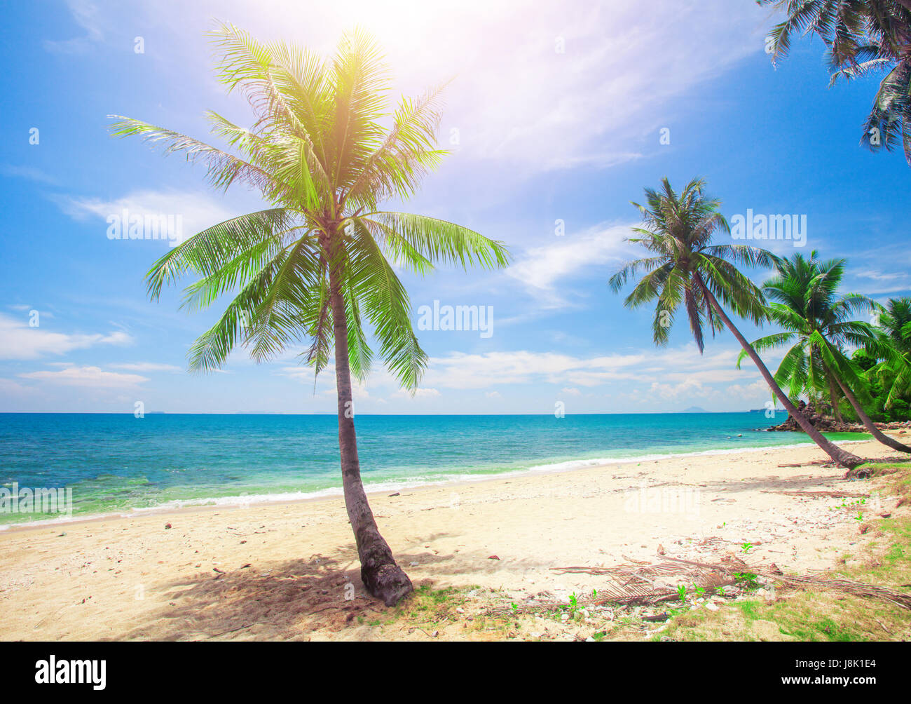 tropical beach with coconut palm Stock Photo - Alamy