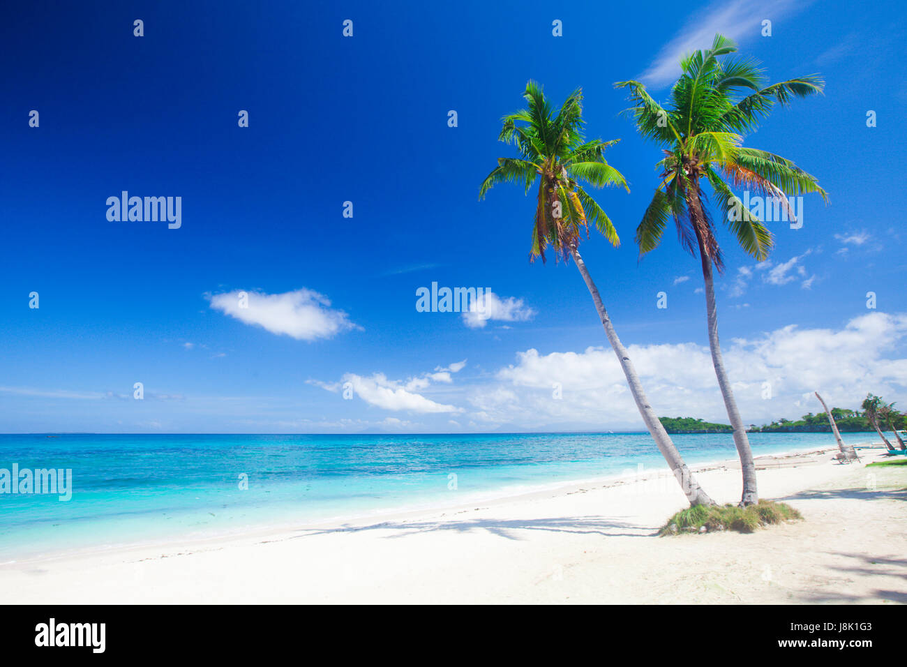 tropical beach with coconut palm Stock Photo - Alamy