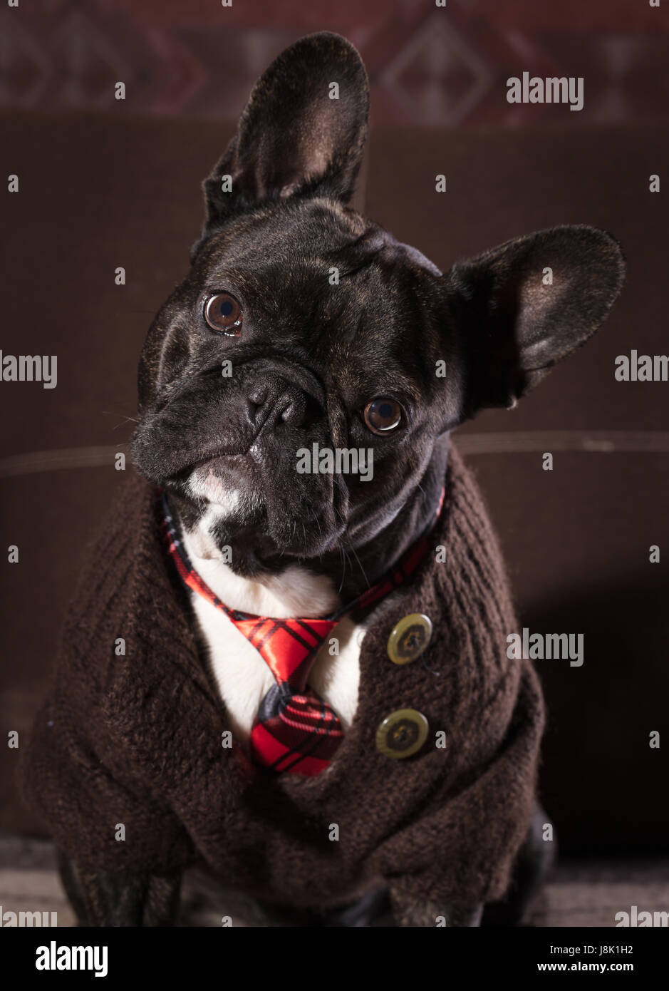 French bulldog dressed in sweater and tie portrait Stock Photo Alamy