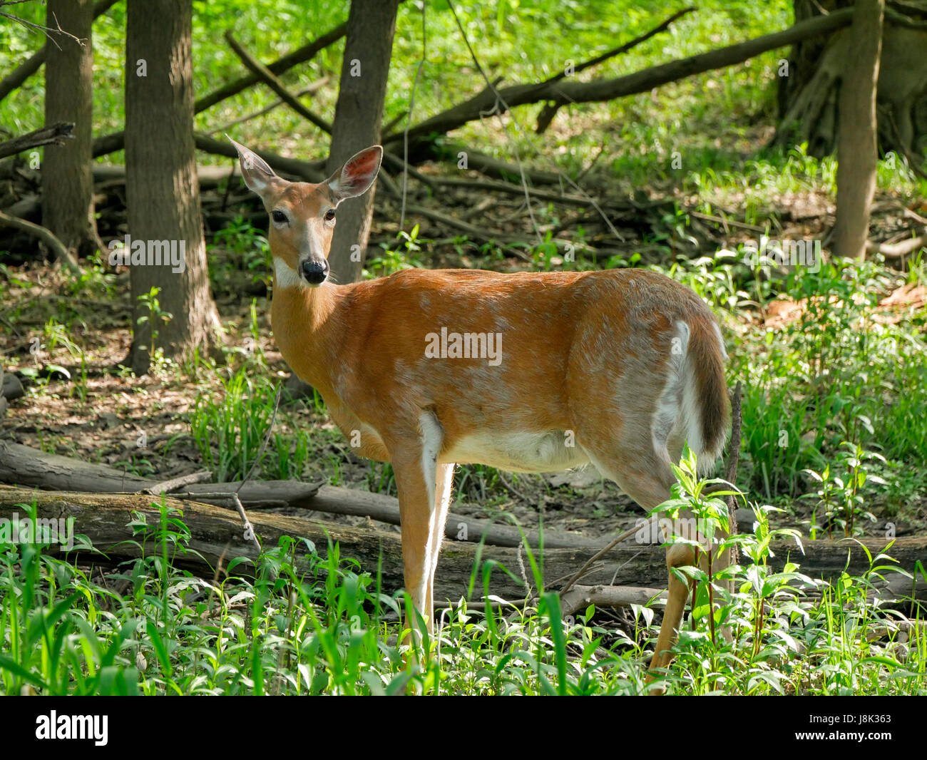 deer shedding fur