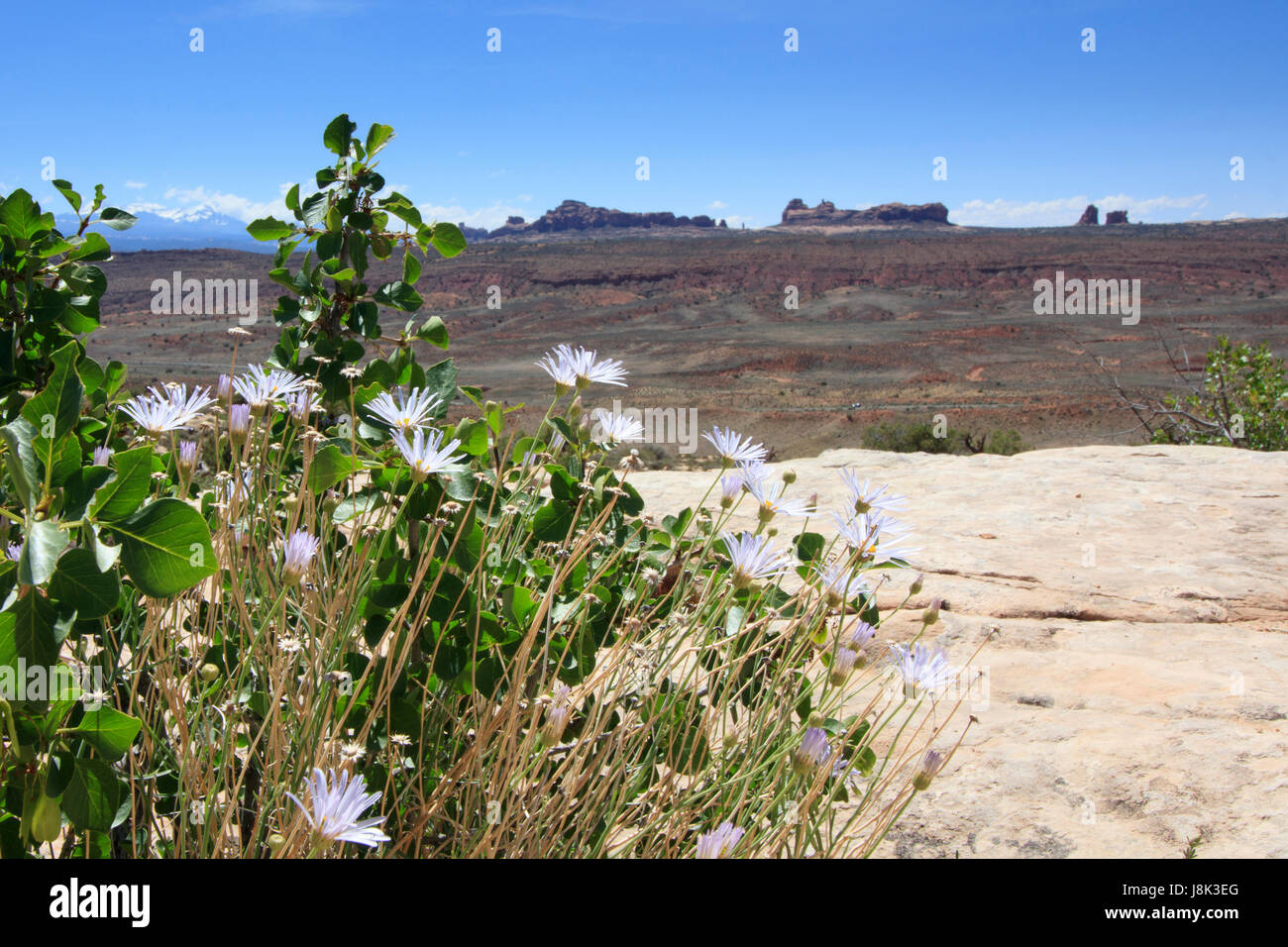 Flowers bloom in the desert at Arches National Park, Moab, UT Stock Photo