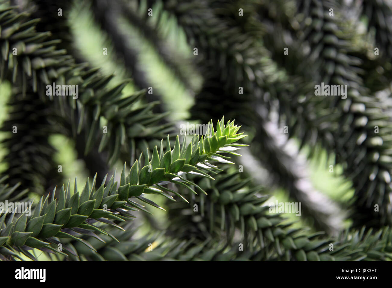 Araucaria imbricata hi-res stock photography and images - Alamy