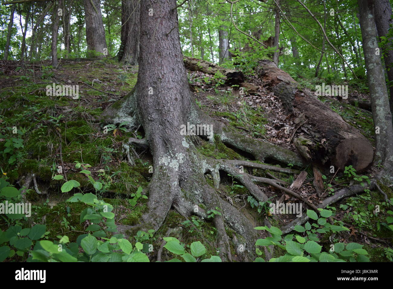 Tree log with roots hi-res stock photography and images - Alamy