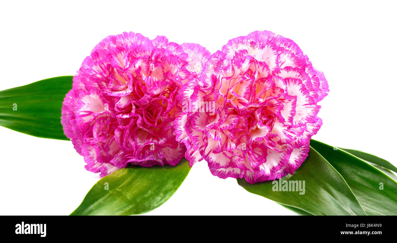 beautiful pink carnations on a white background Stock Photo - Alamy