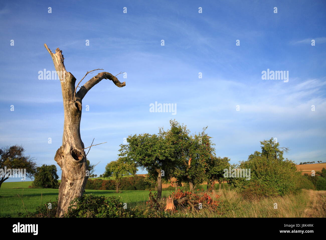 tree, trunk, evening light, scenery, countryside, nature, dead, blue, tree, Stock Photo