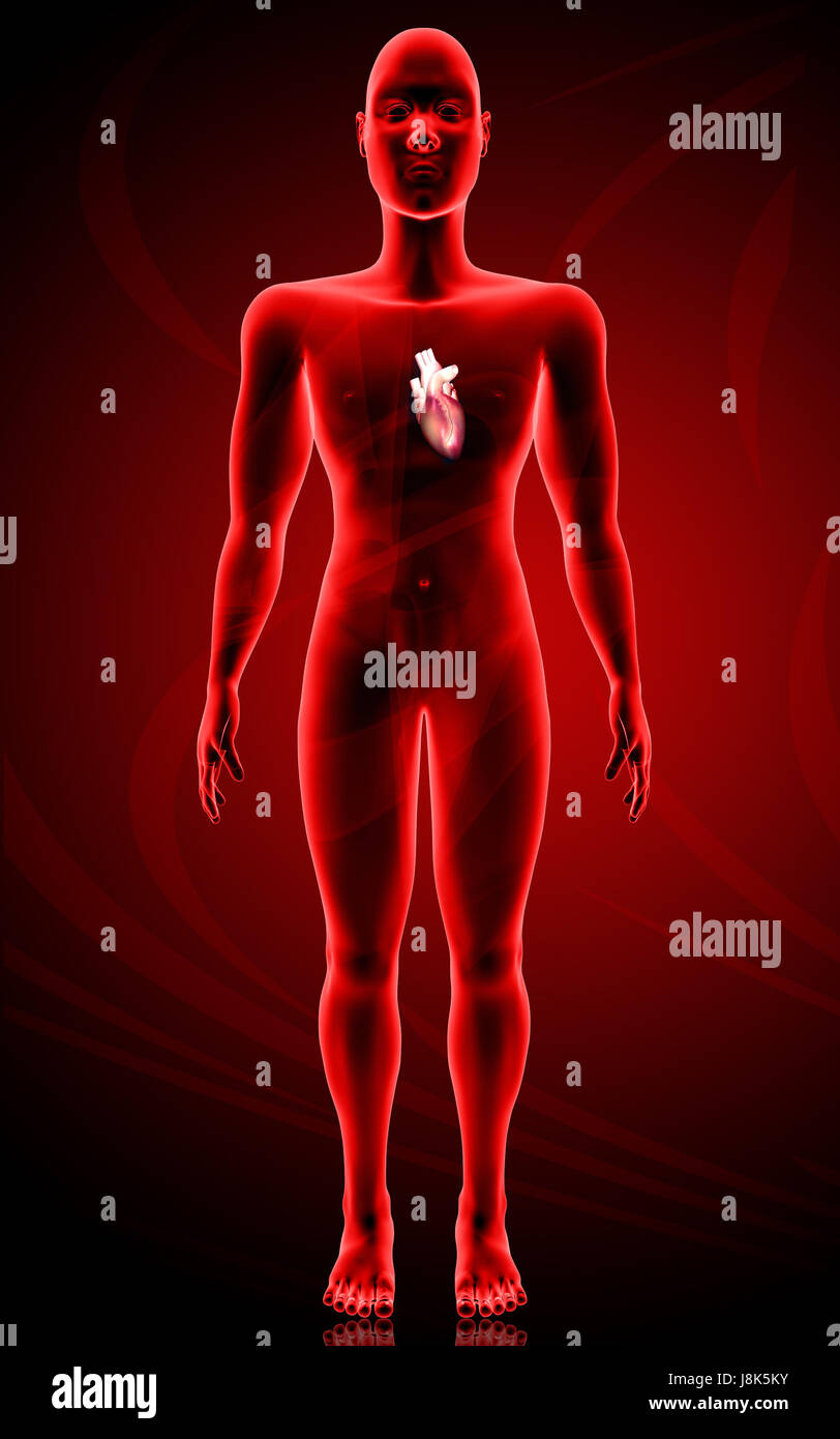 Circulation Graphics education, health, medicinally, medical, circulation, graphics, colour ...