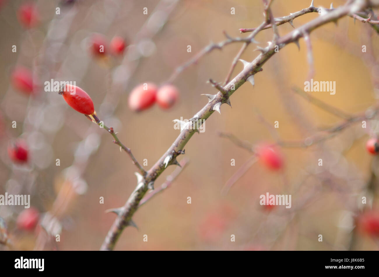 bloom, blossom, flourish, flourishing, germany, german federal republic