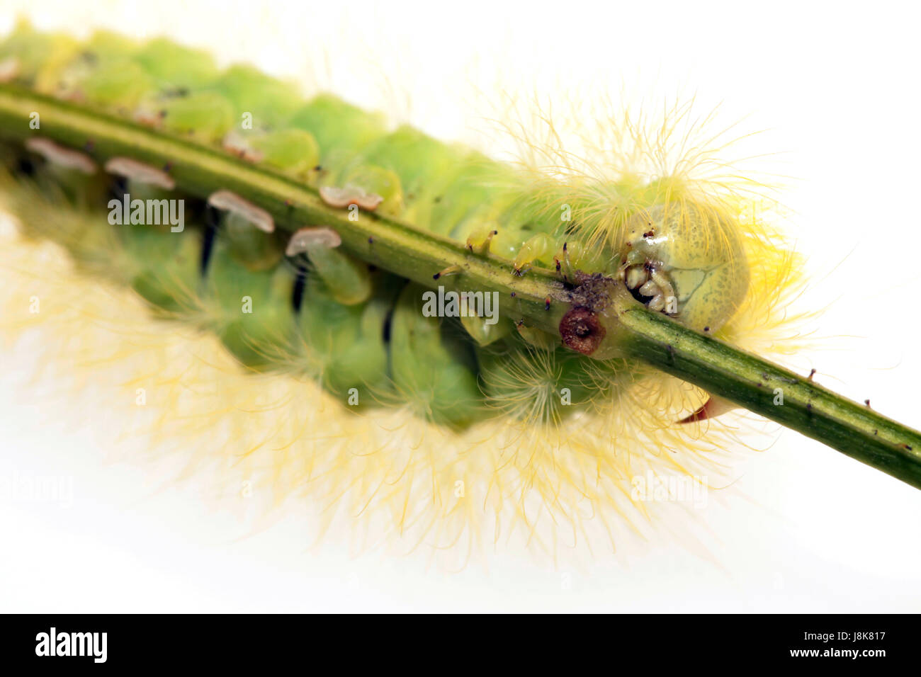 macro, close-up, macro admission, close up view, studio photography, insect, Stock Photo