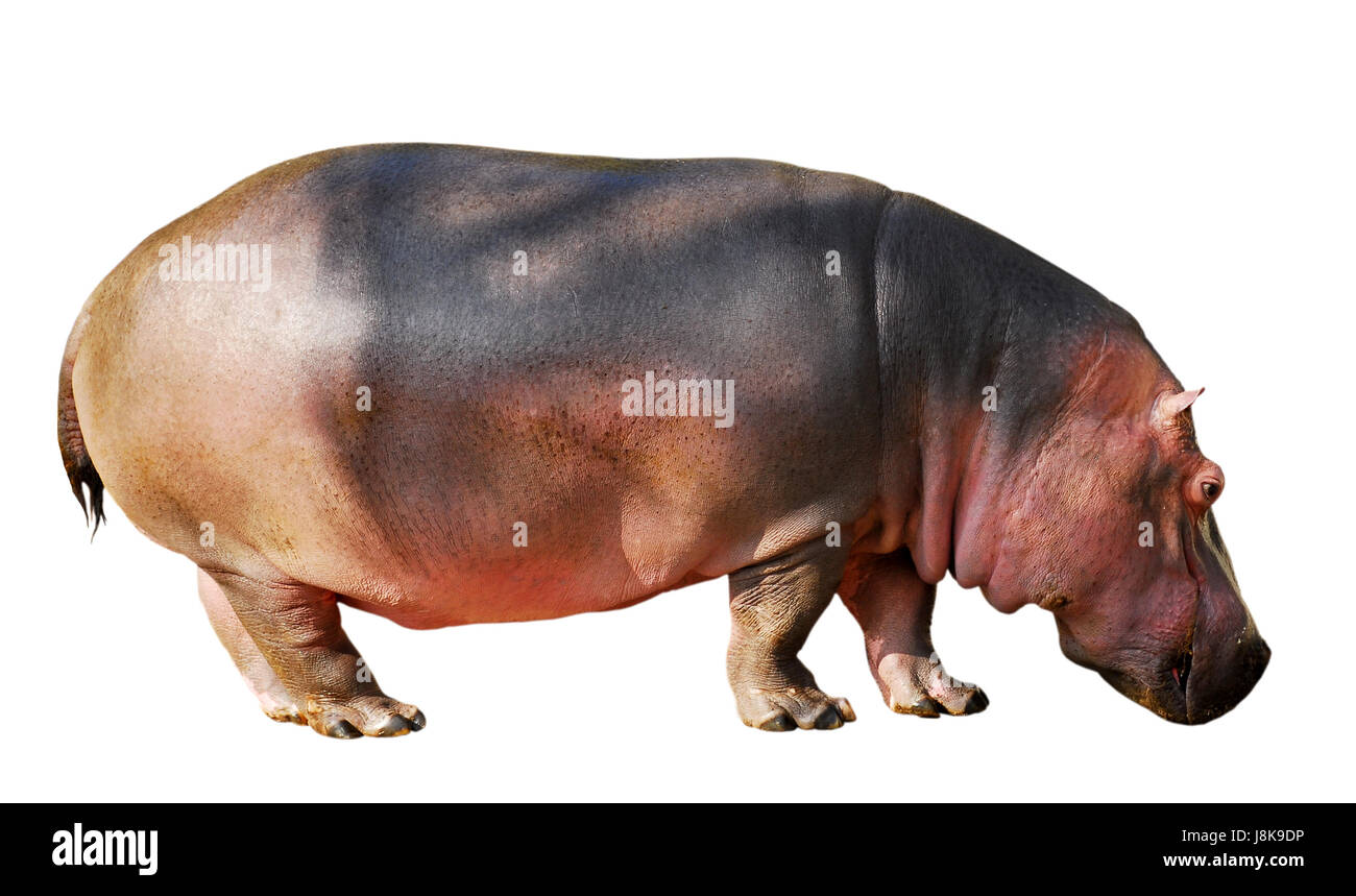 isolated, mammal, hippopotamus, hippo, dangerous, profile, brown, brownish, Stock Photo