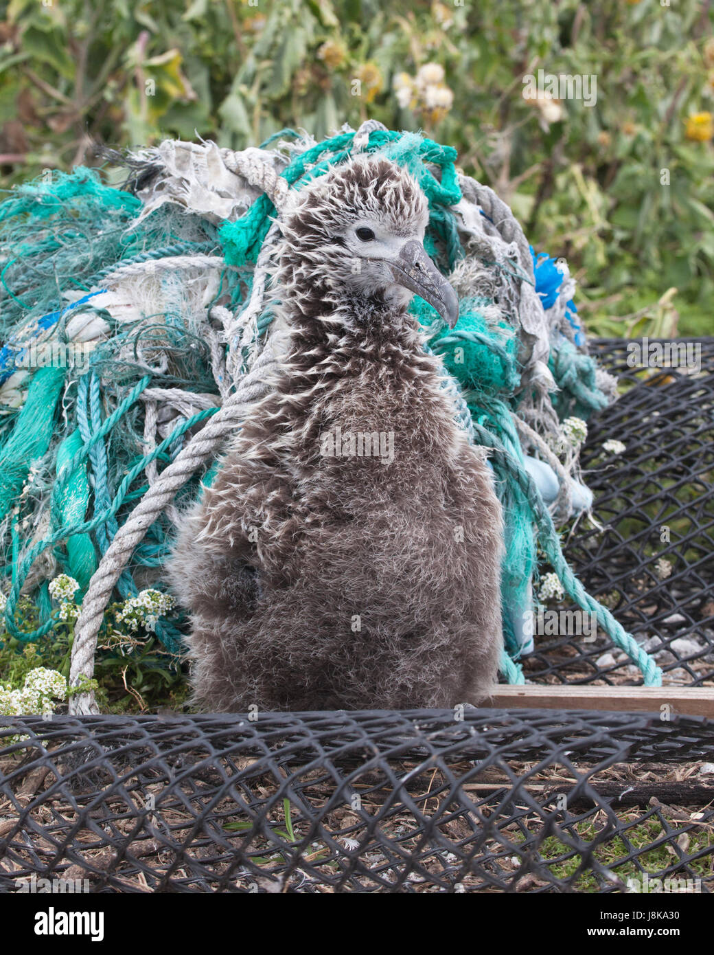 Laysan Albatross chick and plastic marine debris including ropes and ghost nets washed ashore on a North Pacific island Stock Photo