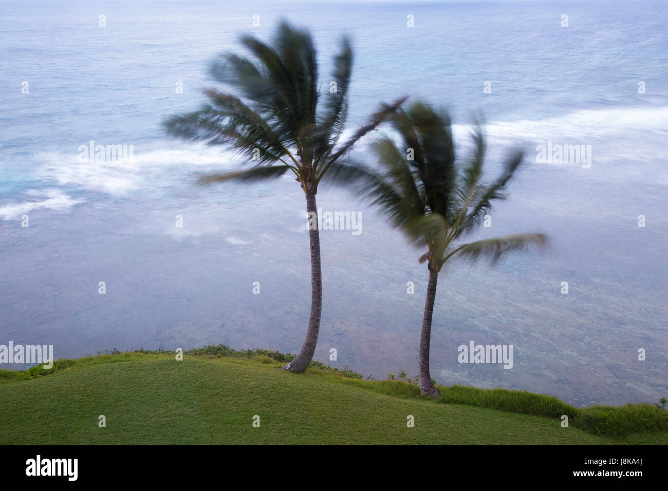 Palm trees blowing in a strong wind during a storm on the Pacific coast of Hawaii Stock Photo