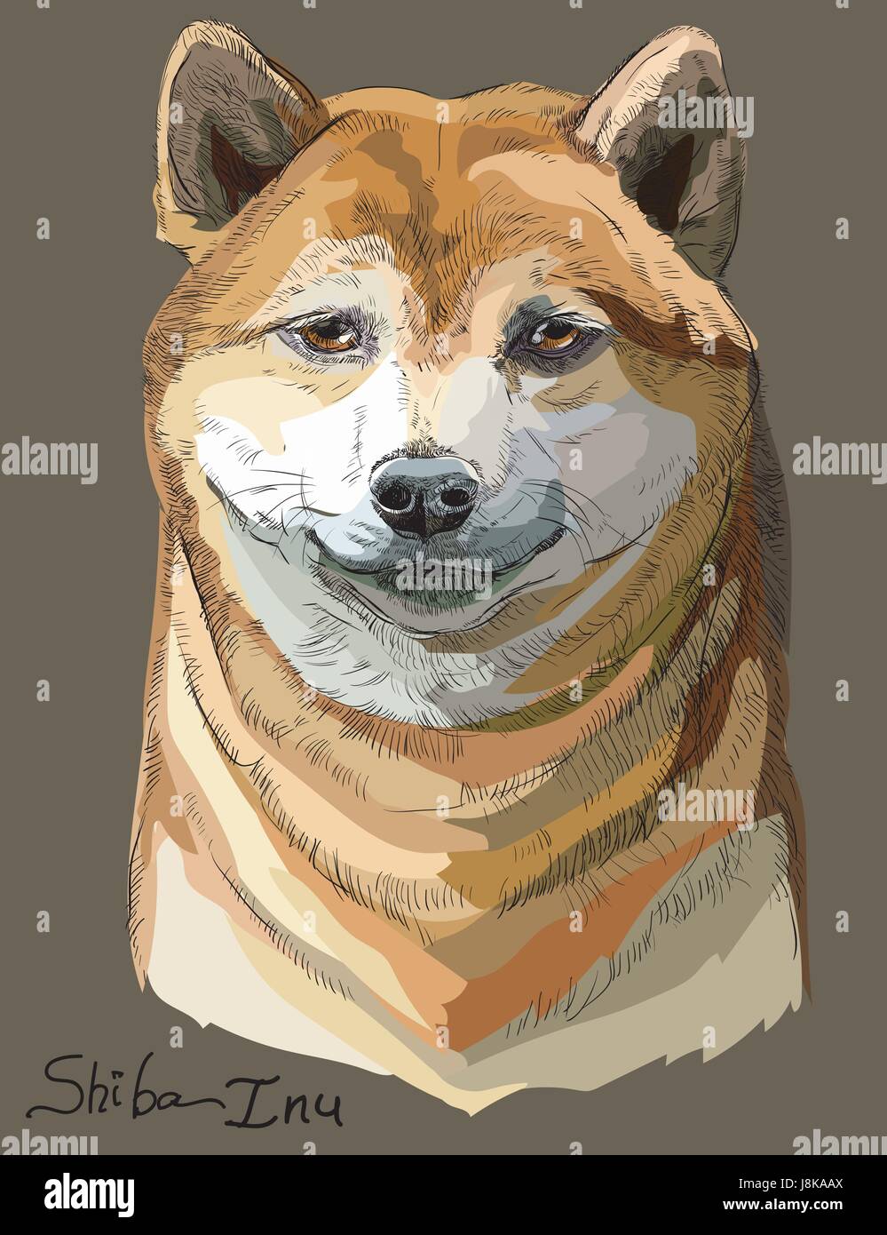Colored orange Shiba Inu vector hand drawing portrait on brown background Stock Vector