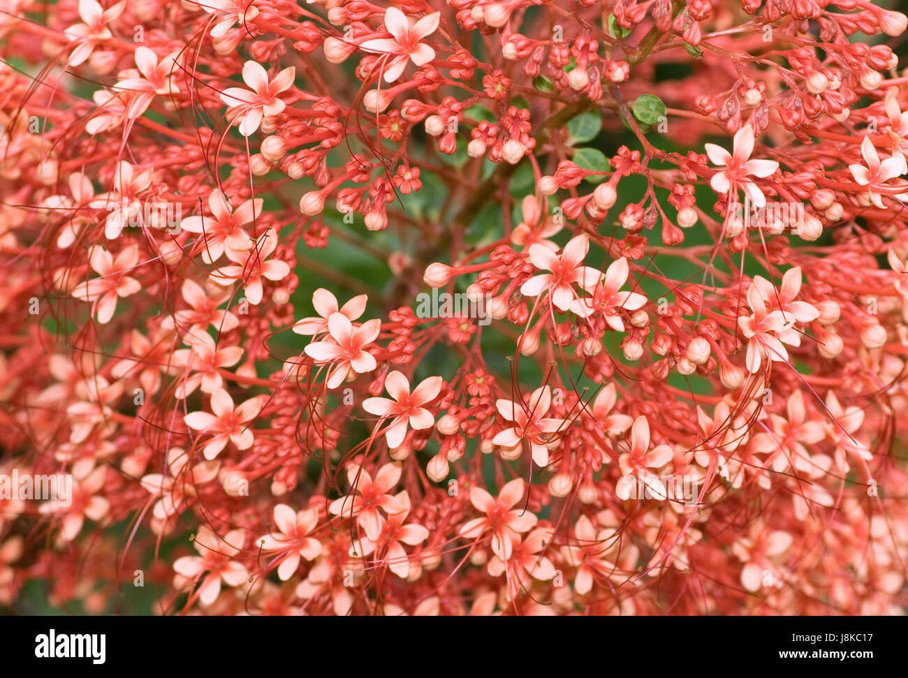 beautiful, beauteously, nice, leaf, macro, close-up, macro admission, close up Stock Photo