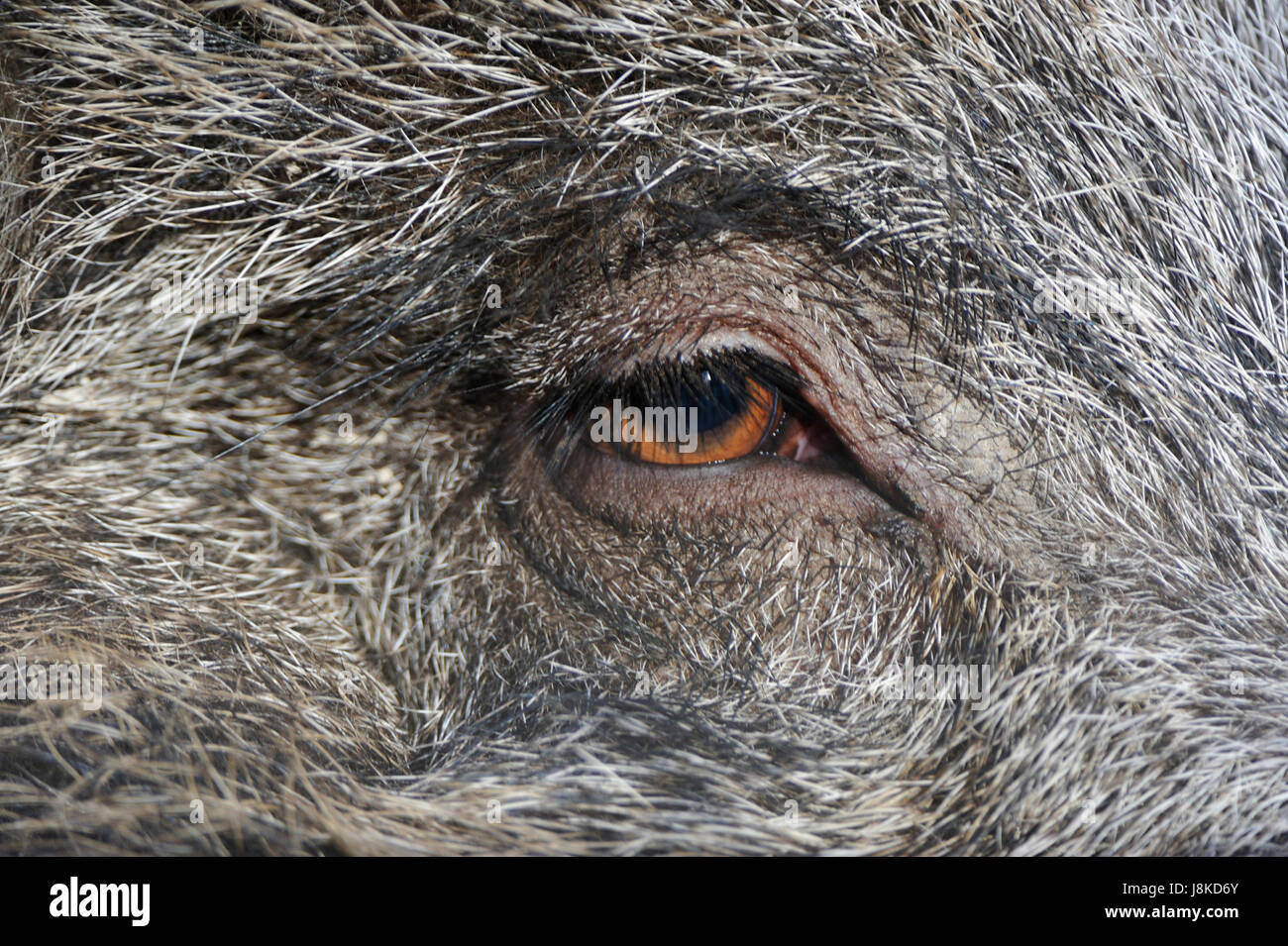 macro, close-up, macro admission, close up view, eye, organ, wild boar, pig, Stock Photo