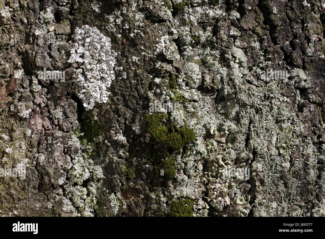 plait, lichens, braid, wood, trunk, moss, snag, rotten, plait, lichens, braid, Stock Photo