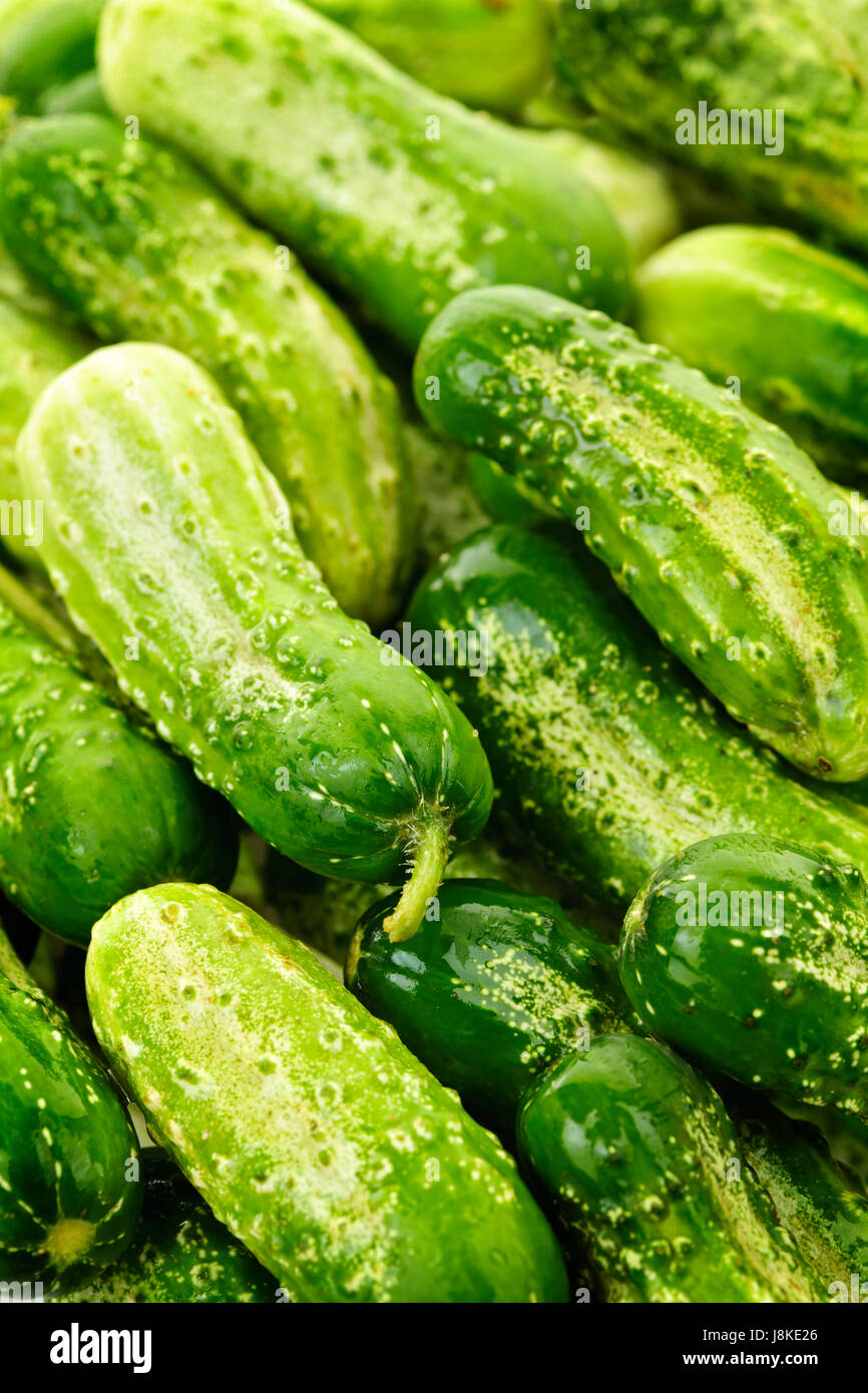 cucumber, vegetable, raw, vegetables, gourd, backdrop, background, green, Stock Photo