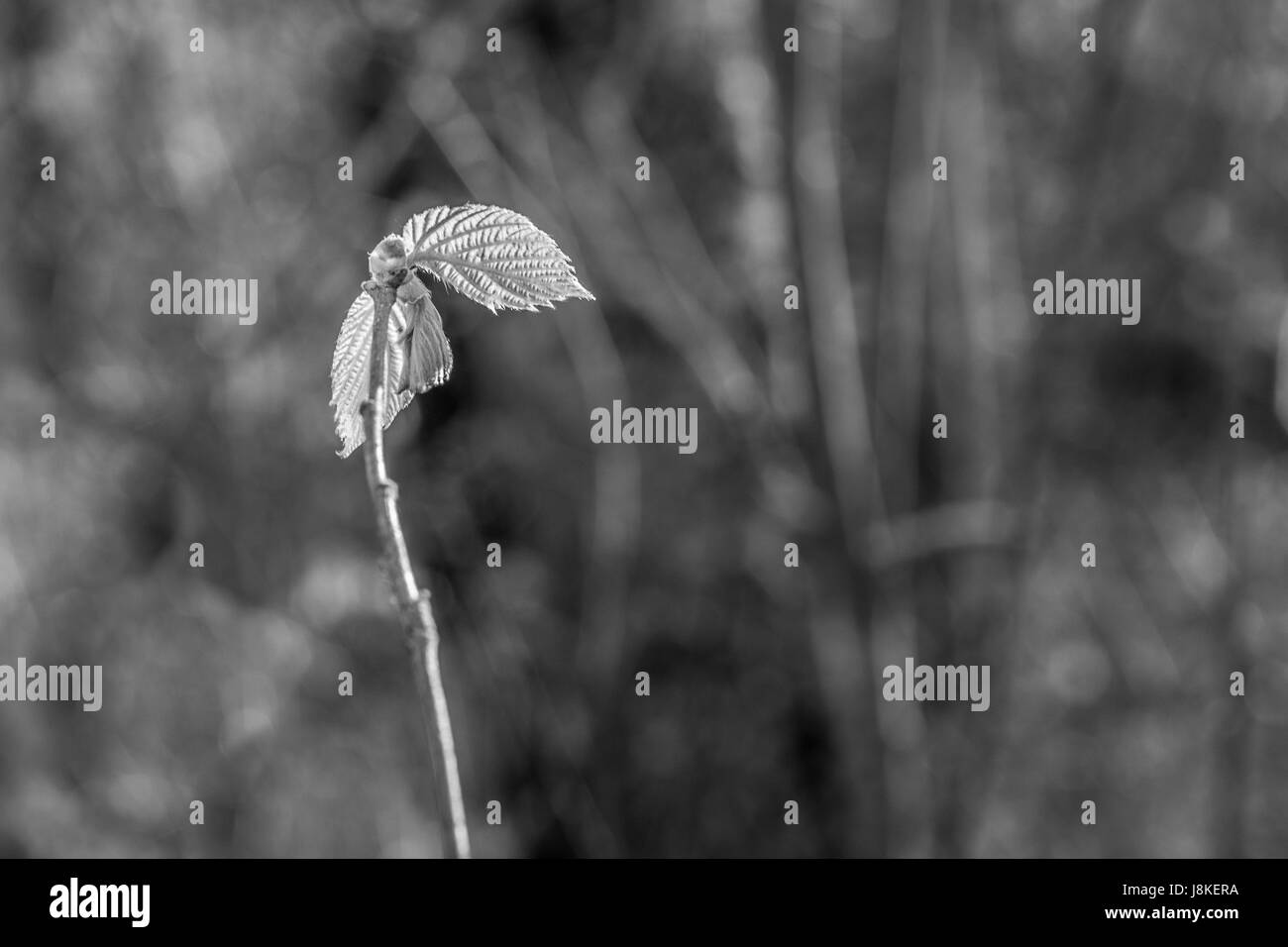 Hazel shrub Black and White Stock Photos & Images Alamy