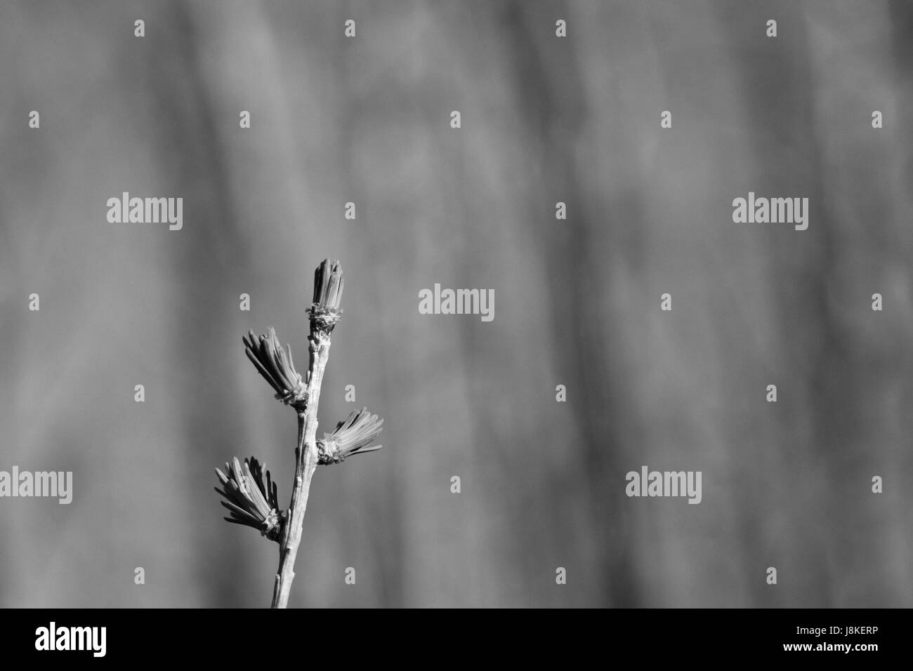 Dendron Black and White Stock Photos & Images - Alamy