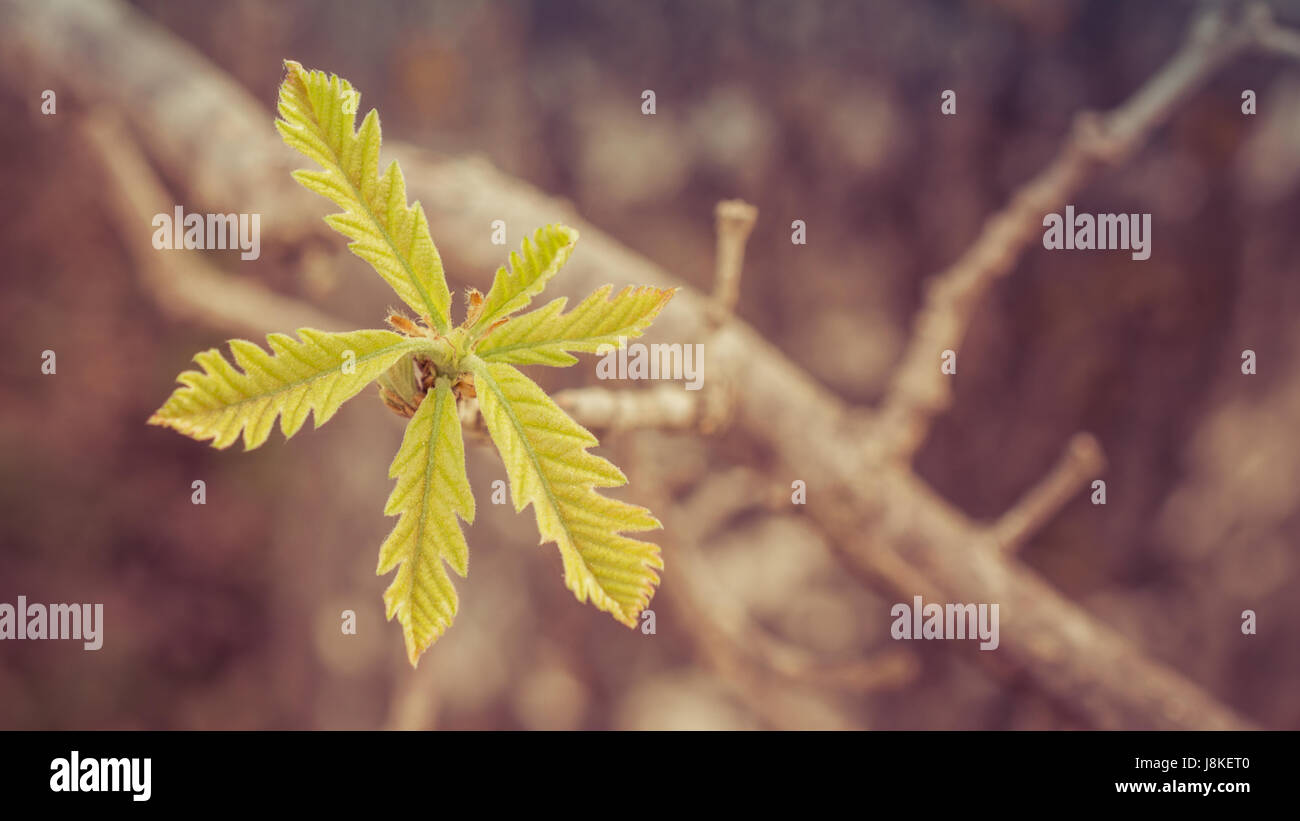 Young Bur Oak Leaves in Spring Stock Photo