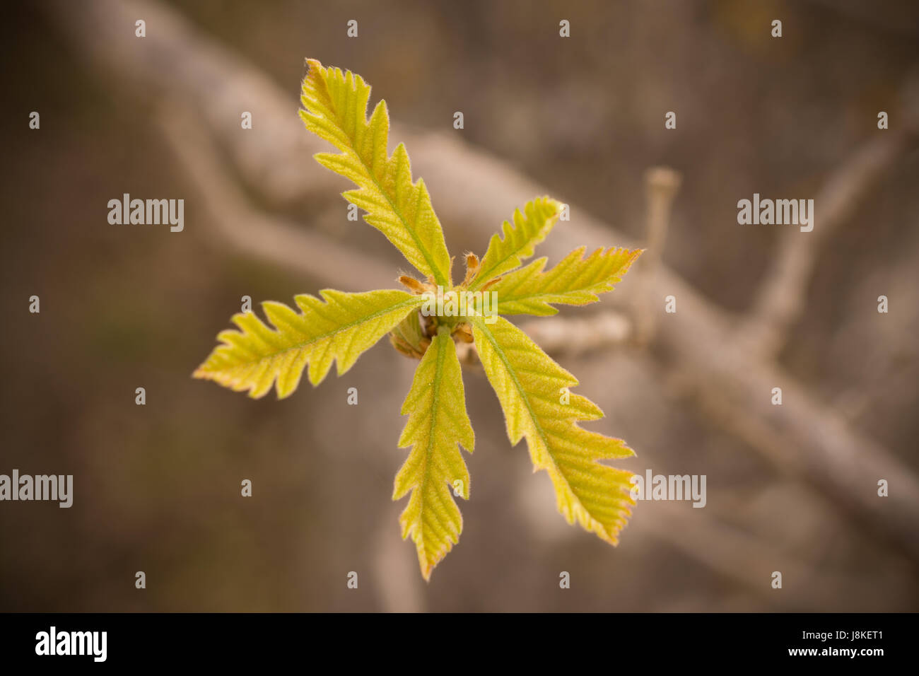 Young Bur Oak Leaves in Spring Stock Photo