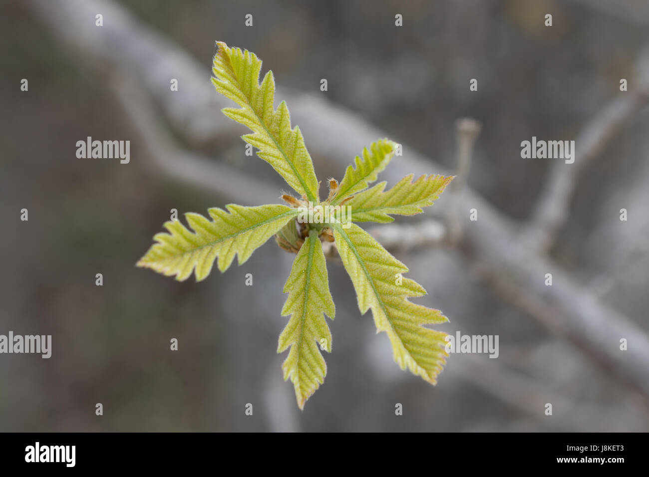 Oak Leaves in Spring Stock Photo