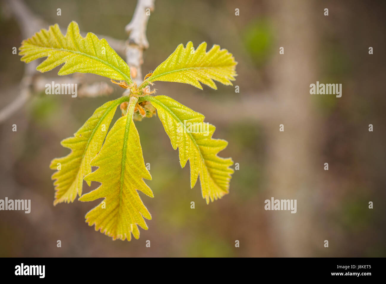 Bur Oak Leaves Closeup Stock Photo