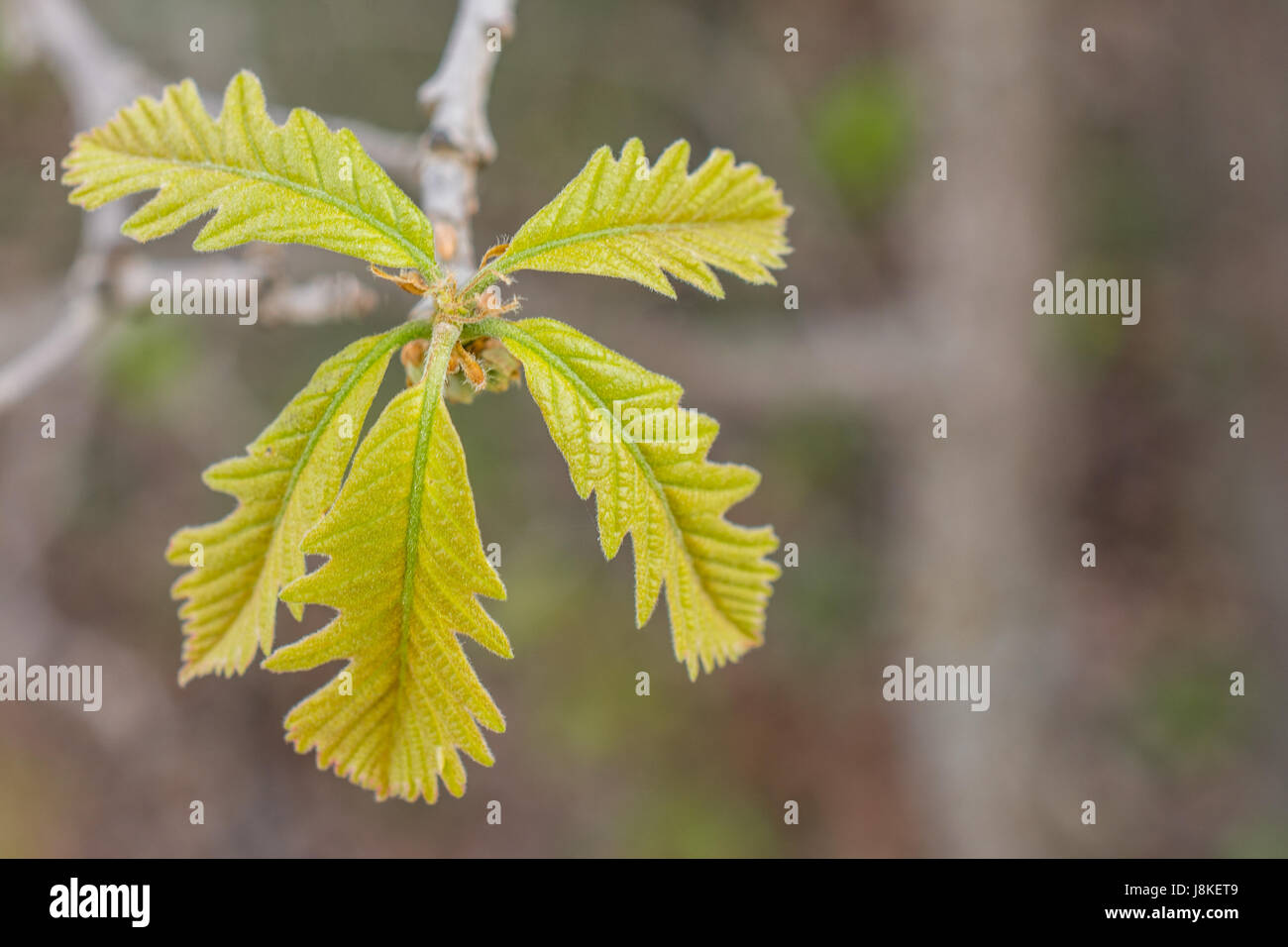 Spring Bur Oak Leaves Closeup Stock Photo