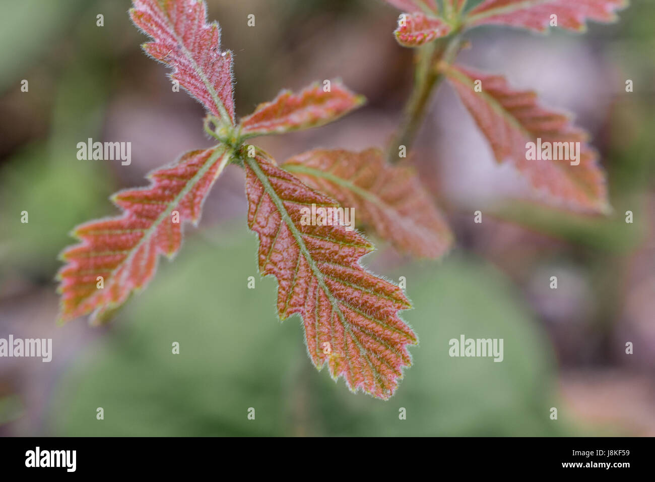 Closeup of New Bur Oak Leaves Stock Photo