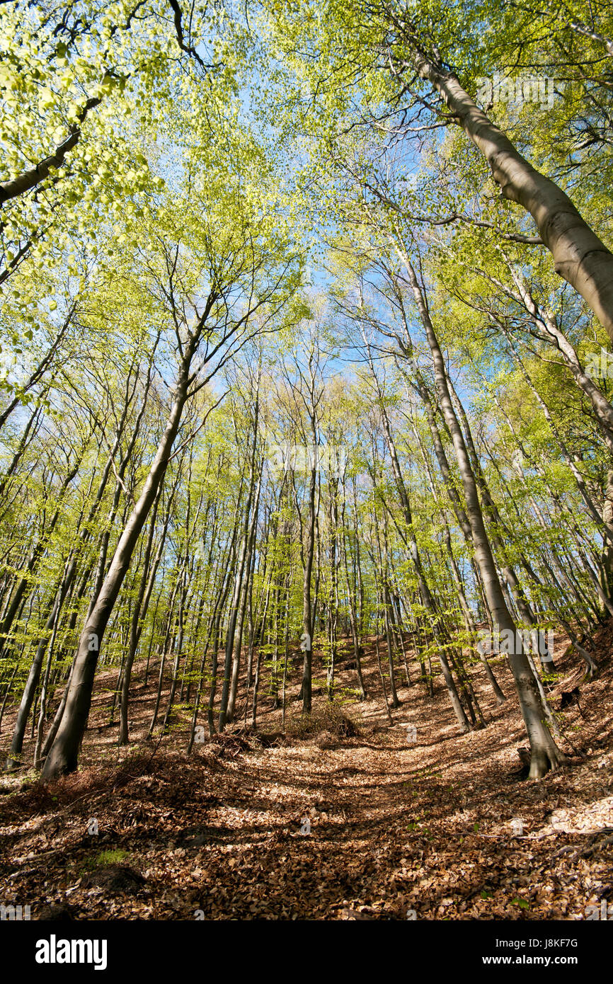 spring, reprove, beech forest, beech, path, way, leaves, foliage, green, new, Stock Photo