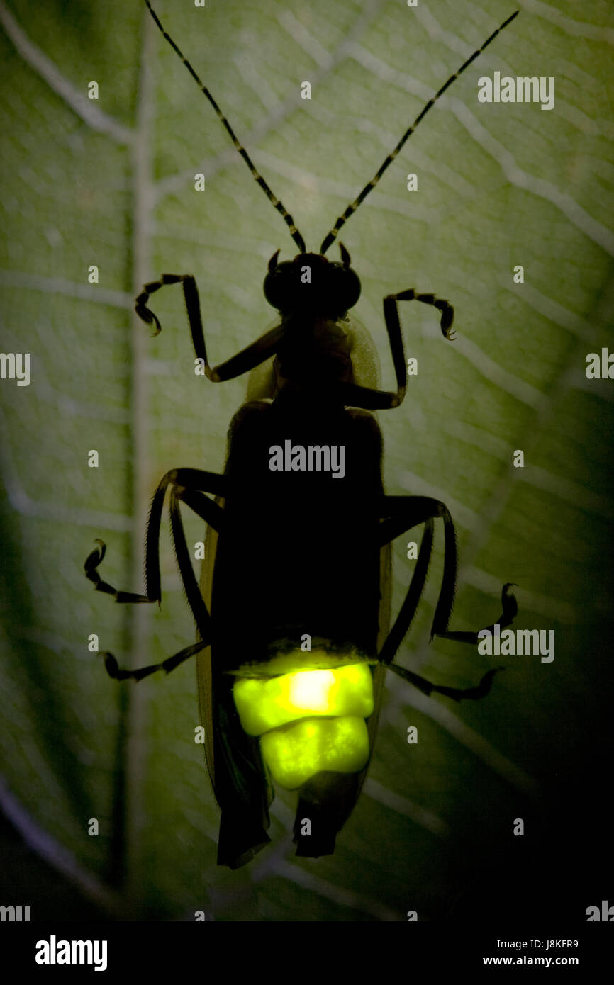 shine, shines, bright, lucent, light, serene, luminous, beetle, lightning, Stock Photo