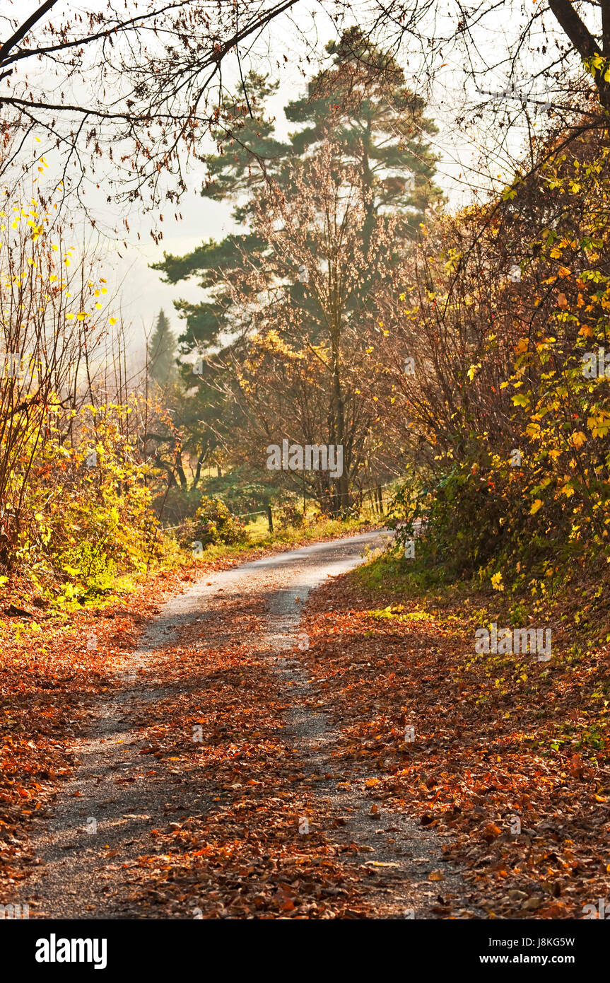 leaves, autumnal, drop, discoloration, autumn foliage, tear down, path, way, Stock Photo