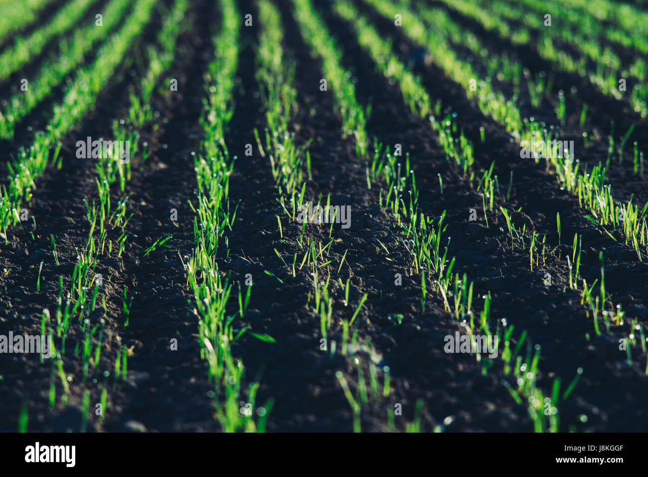 Closeup on field with young green shoots in sunlight. Agricultural concept, selective focus Stock Photo