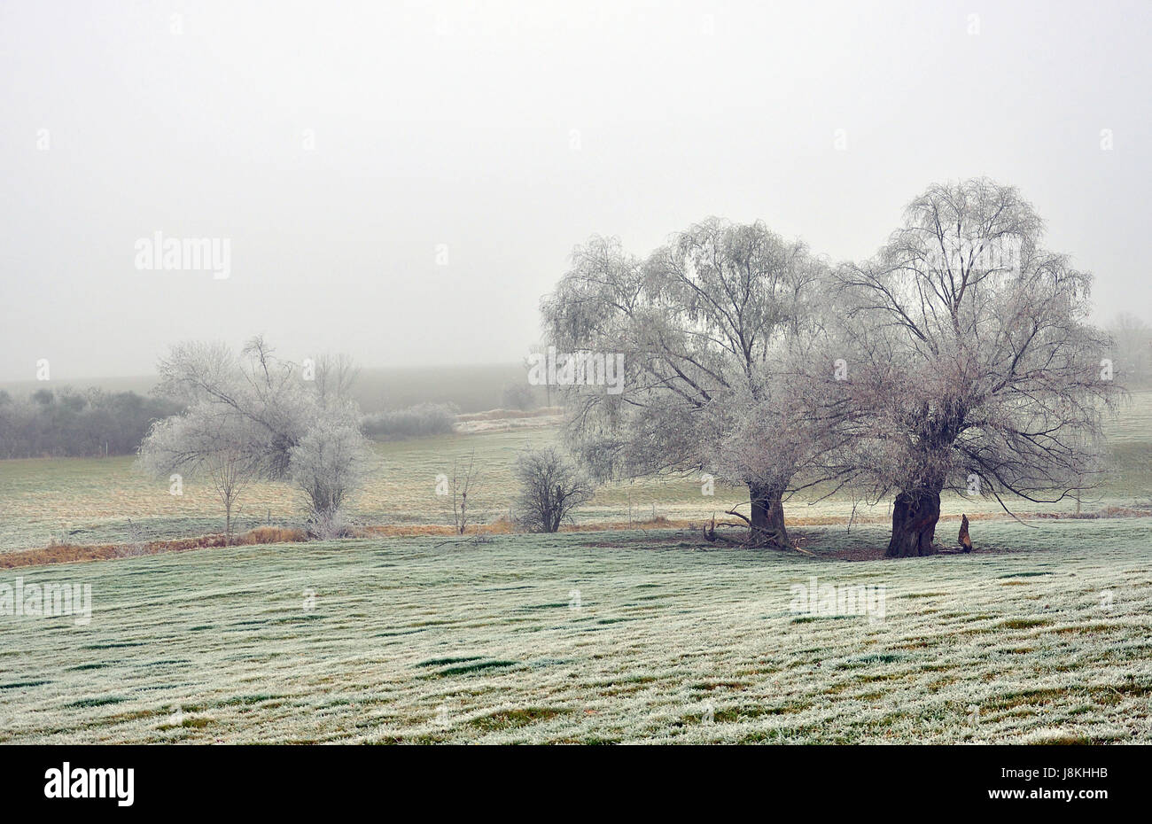 trees in the fog Stock Photo - Alamy