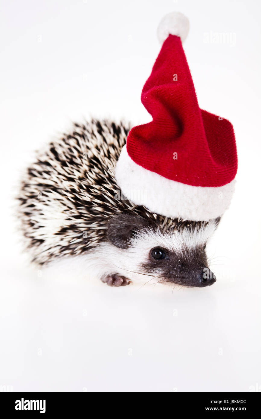 holiday, vacation, holidays, vacations, animal, mammal, hedgehog, christmas, Stock Photo