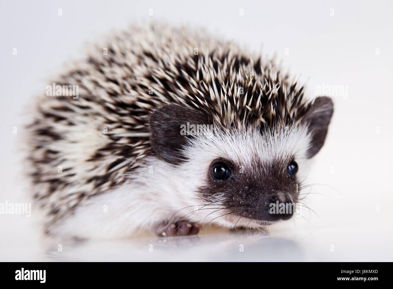 animal, mammal, creature, predator, hedgehog, nature, fall, autumn, profile, Stock Photo