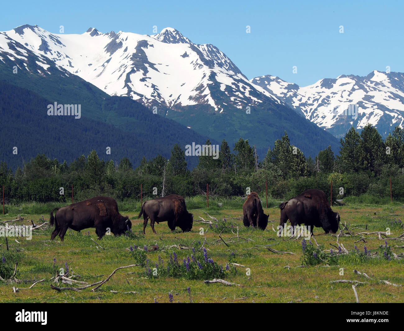 Bison grazing Stock Photo