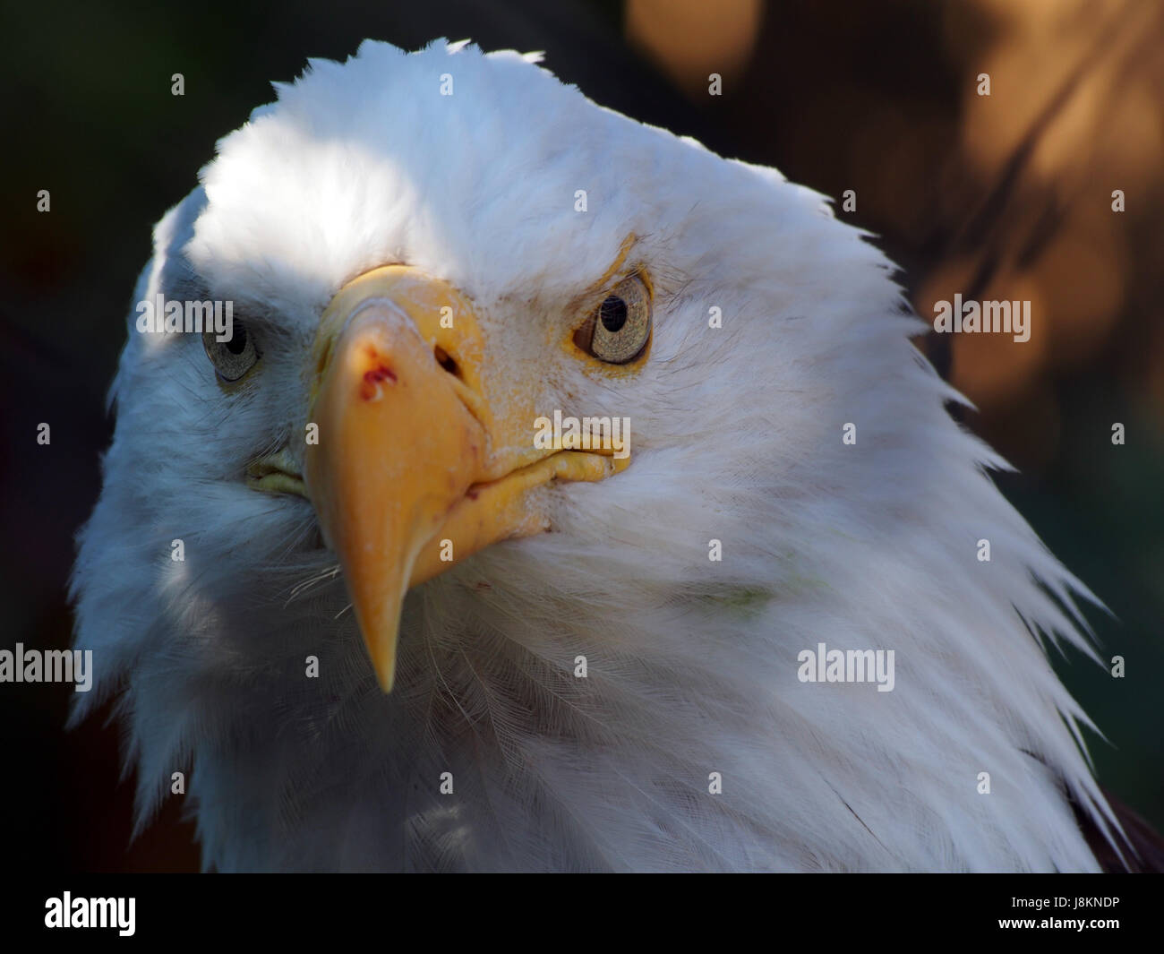 Bald eagle alaska hi-res stock photography and images - Alamy