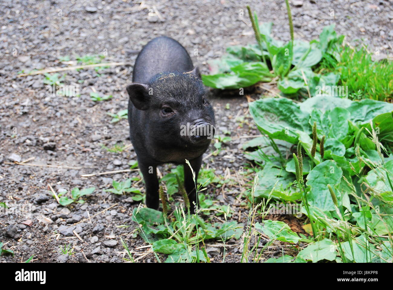 mammal, young animal, piglet, pig, mammal, outlet, socket, young animal ...