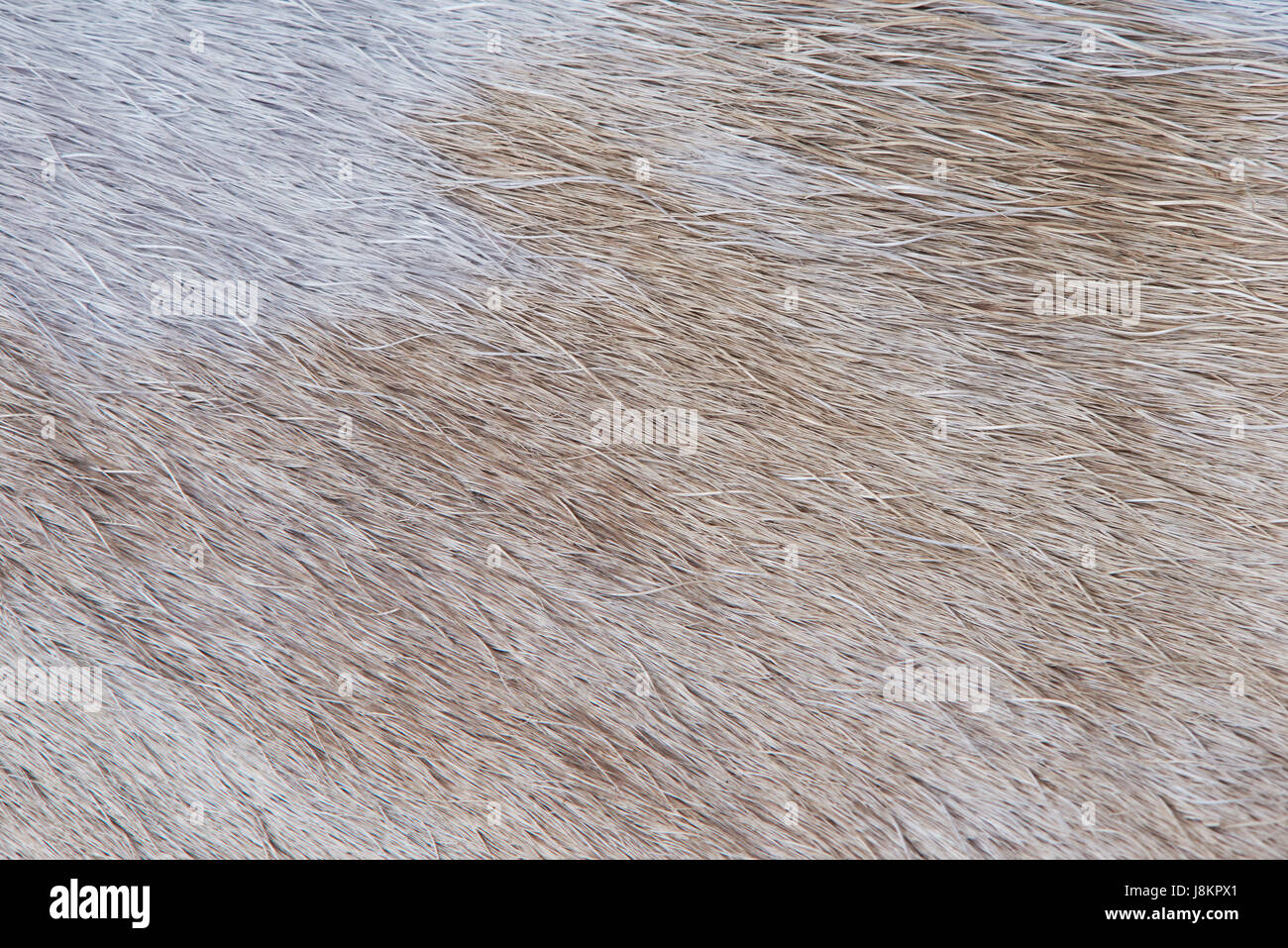 Light brown animal fur texture pattern close-up. Animal light hair Stock Photo