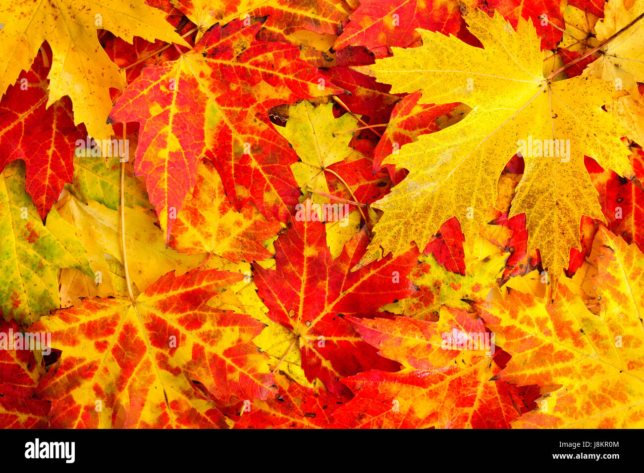 closeup, leaves, maple, above, colorful, backdrop, background, foliage, fall, Stock Photo