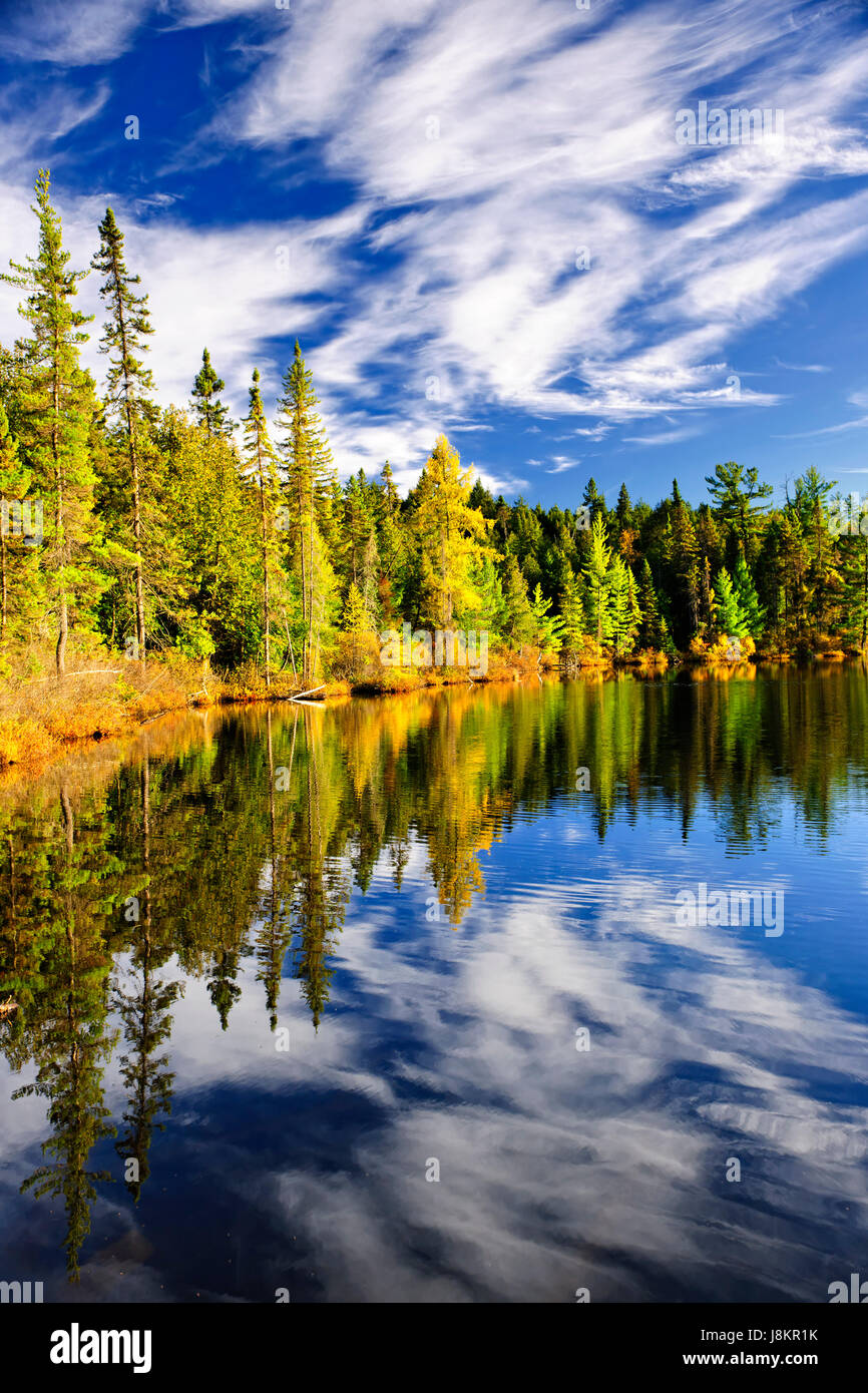 tree, trees, reflections, fresh water, lake, inland water, water, landscape, Stock Photo