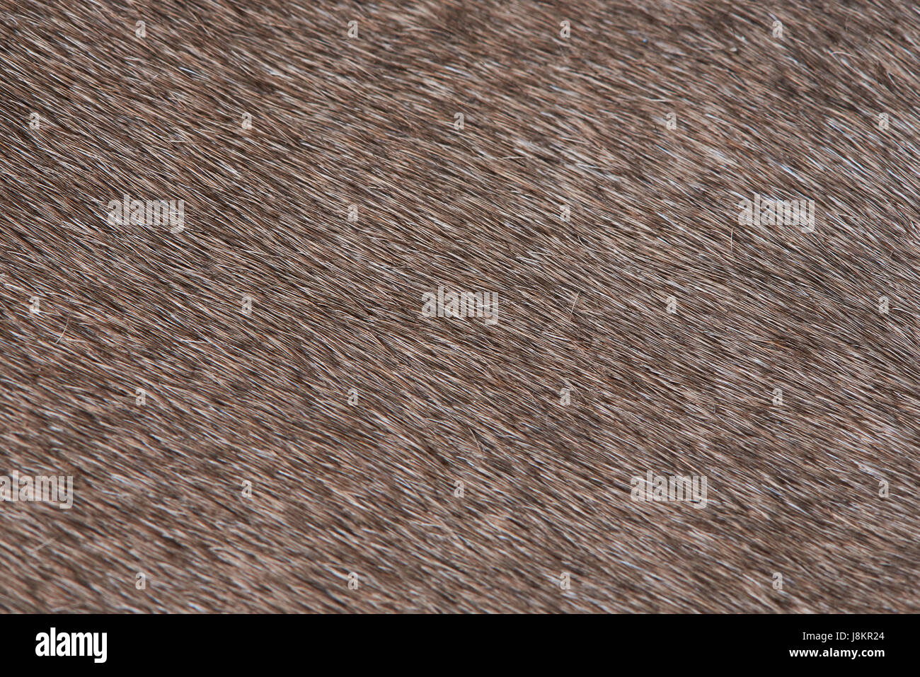 Domestic animal brown fur close-up pattern. Texture of animal hair Stock Photo