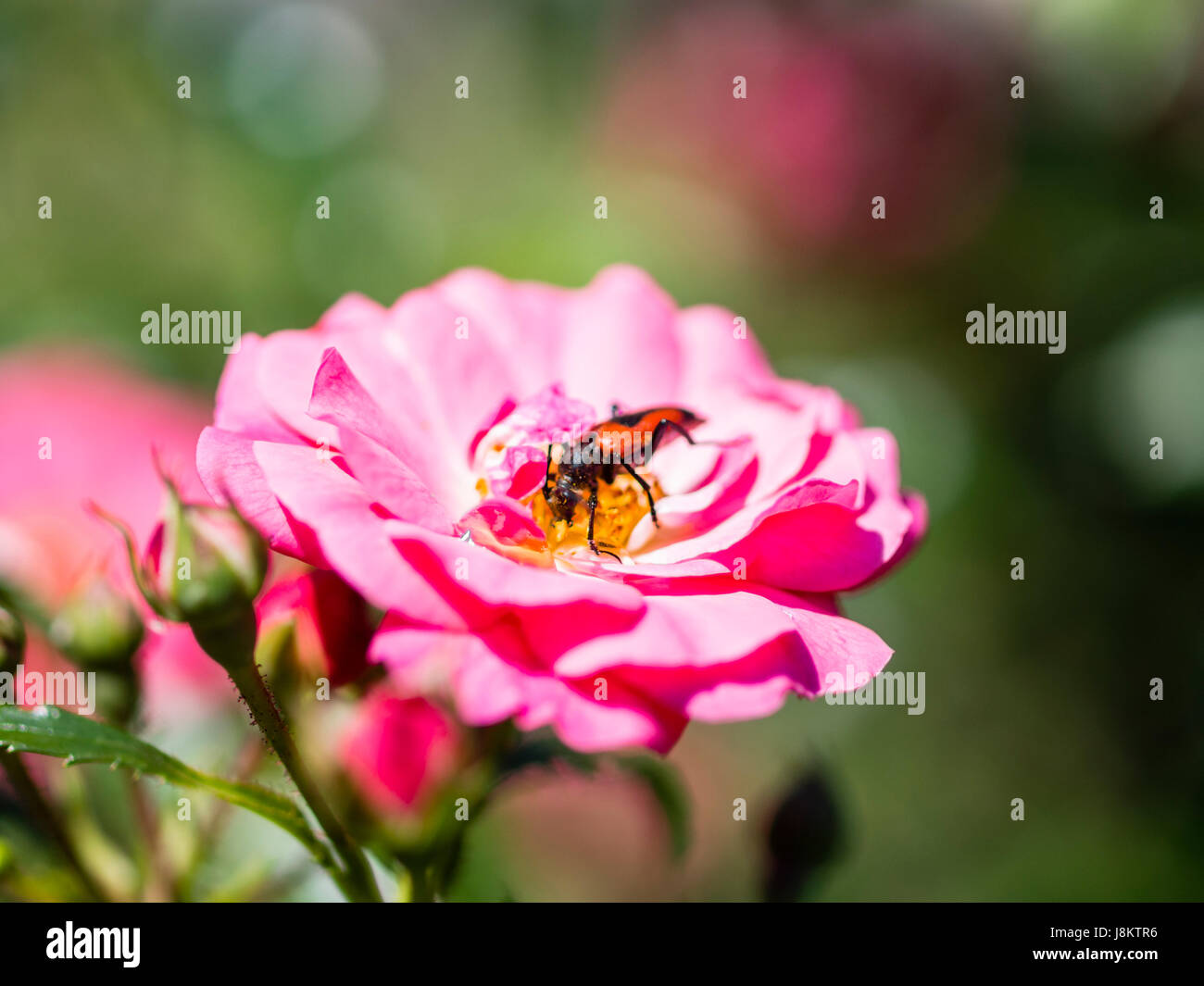 Longhorn beetle on pink fucsia flower Stock Photo