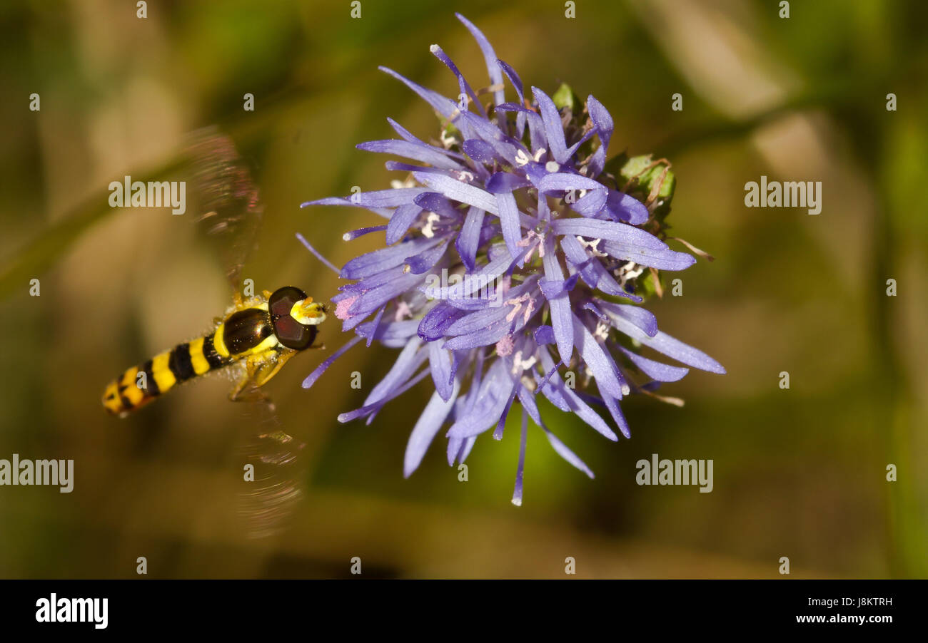 Fligh Insect flight, insect, flower, plant, insects, meadow, flight, insect, flower ...