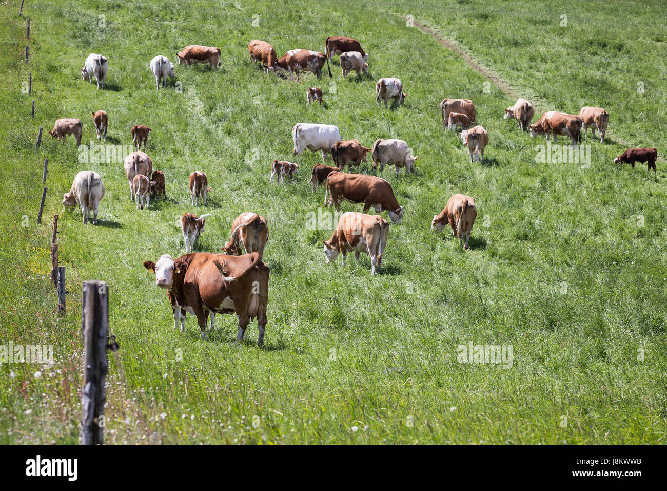 Herd of cows and calves grazing on a green meadow Stock Photo - Alamy