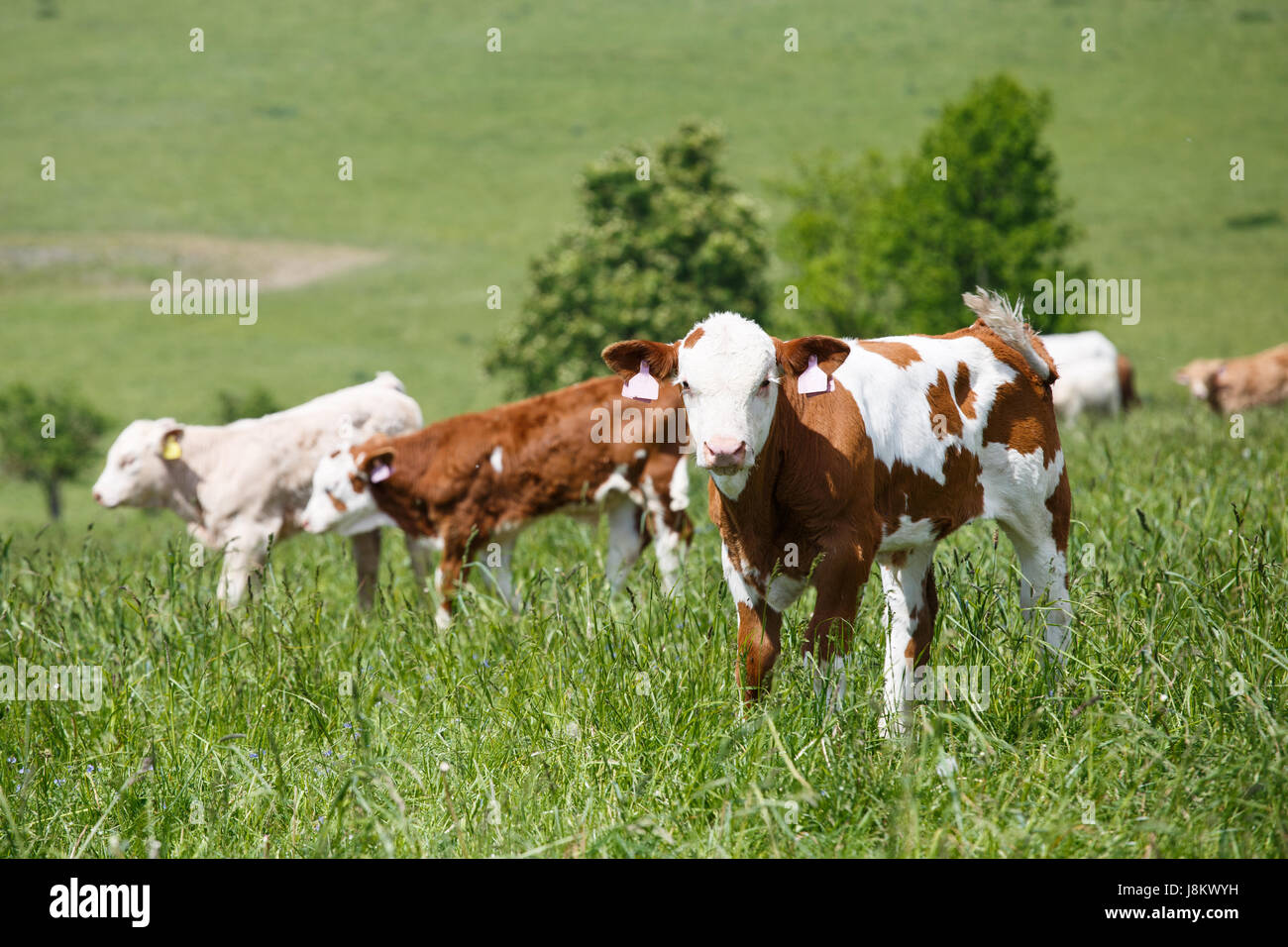 Cows and calves grazing on a spring meadow in sunny day Stock Photo - Alamy
